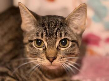 Ulysses -  Domestic Short Hair Cat for Adoption in Portland, Oregon - Ulysses | PetCurious