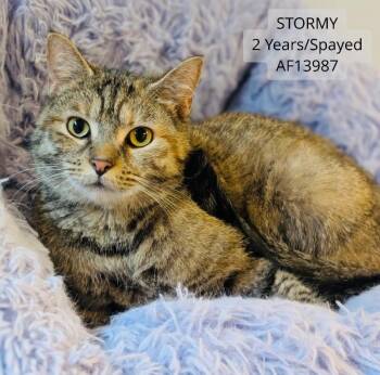 Domestic Short Hair Cats Available for Adoption - Stormy | PetCurious