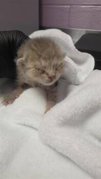 61231232 -  Domestic Short Hair Cat for Adoption in El Paso, Texas - 61231232 | PetCurious