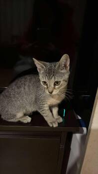 Rescue Domestic Short Hair Cats for Adoption in Cosby, Tennessee - Kim Possible | PetCurious