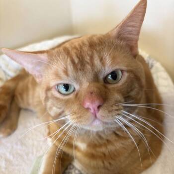 Domestic Short Hair Cats Available for Adoption - Bruno | PetCurious