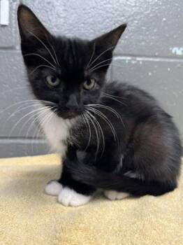 Shelby Mustang -  Domestic Short Hair Cat for Adoption in Fort Worth, Texas - Shelby Mustang | PetCurious