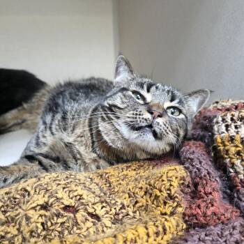 Candy -  Domestic Short Hair Cat for Adoption in Great Falls, Montana - Candy | PetCurious
