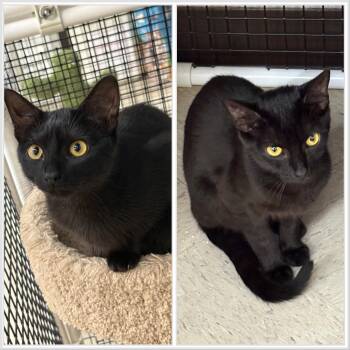 Meet Sable & Salem A Perfect Pair -  Domestic Short Hair Cat for Adoption in Frederick, Maryland - Meet Sable & Salem A Perfect Pair | PetCurious