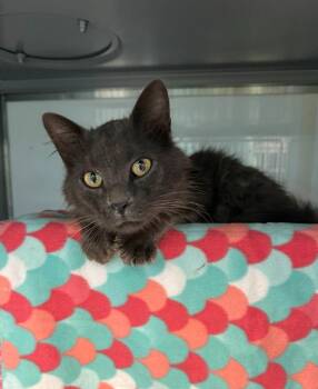 Donkey -  Domestic Medium Hair Cat for Adoption in Viroqua, Wisconsin - Donkey | PetCurious