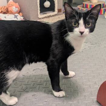 American Shorthair Cats Available for Adoption - Otto | PetCurious