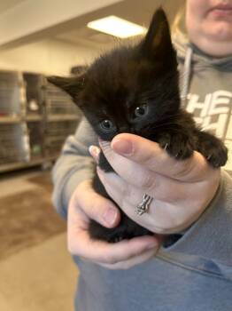 Rescue Domestic Short Hair Cats for Adoption in Minot, North Dakota - Bazinga | PetCurious