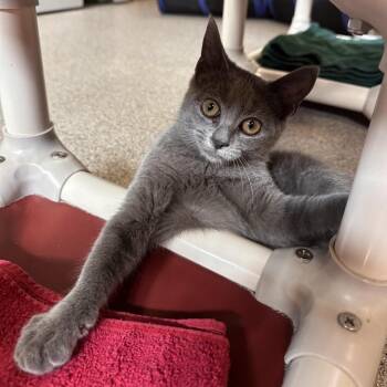Malibu -  Domestic Short Hair Cat for Adoption in Sarasota, Florida - Malibu | PetCurious