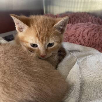 Domestic Short Hair Cats Available for Adoption in Lenoir City, Tennessee - Finley | PetCurious