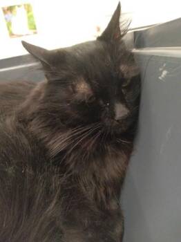 Domestic Long Hair and Domestic Short Hair Cats Available for Adoption in Palm Coast, Florida - King | PetCurious