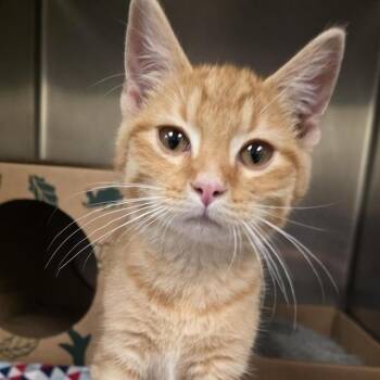 GEORGE -  Domestic Short Hair Cat for Adoption in St. Louis, Missouri - GEORGE | PetCurious