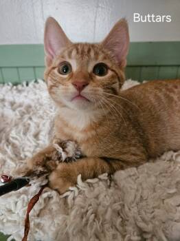 Rescue Domestic Short Hair Cats for Adoption in Millcreek, Utah - Buttars | PetCurious