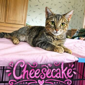 Cheesecake -  Domestic Short Hair Cat for Adoption in Mokena, Illinois - Cheesecake | PetCurious