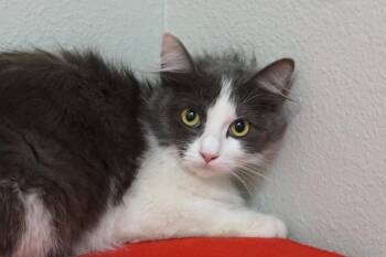 Domestic Long Hair Cats Available for Adoption in Fountain Hills, Arizona - Peartini | PetCurious