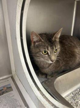 Sue Lee -  Domestic Short Hair Cat for Adoption in Sullivan, Indiana - Sue Lee | PetCurious