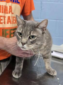 Smoke -  Domestic Short Hair Cat for Adoption in Evansville, Indiana - Smoke | PetCurious