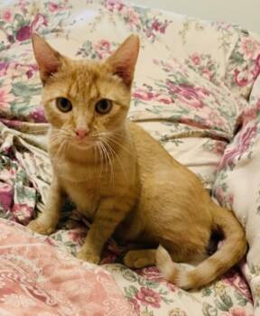 Millie (FCID# 04/08/2026 - 23 Millsboro foster) -  Tabby Cat for Adoption in Greenville, Delaware - Millie (FCID# 04/08/2026 - 23 Millsboro Foster) | PetCurious