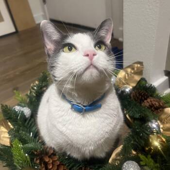 Nala (sweet girl) video -  Domestic Short Hair Cat for Adoption in Port Orange, Florida - Nala (sweet Girl) Video | PetCurious