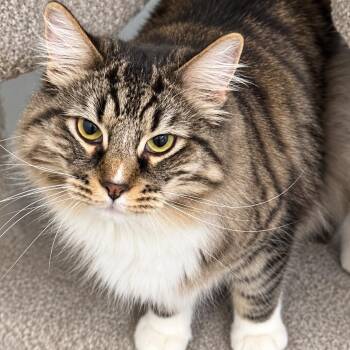 Thor -  Maine Coon Cat for Adoption in Fresno, California - Thor | PetCurious