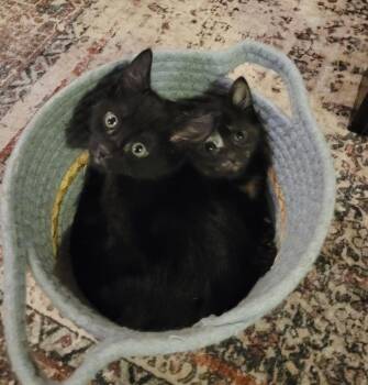 Mollie -  American Shorthair Cat for Adoption in Tampa, Florida - Mollie | PetCurious