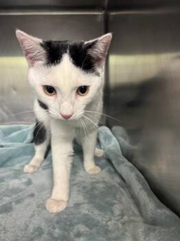 Domestic Short Hair Cats Available for Adoption in Grand Prairie, Texas - NOKIA | PetCurious