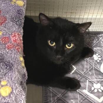Bernie -  Domestic Long Hair Cat for Adoption in Brownsboro, Alabama - Bernie | PetCurious