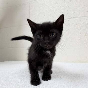 Frankenbean -  Domestic Short Hair Cat for Adoption in Lyndhurst, Virginia - Frankenbean | PetCurious