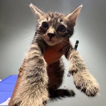 Chase -  Domestic Short Hair Cat for Adoption in Leander, Texas - Chase | PetCurious