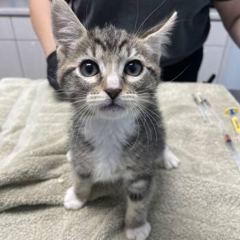 Orange Chicken -  Domestic Short Hair Cat for Adoption in Riverside, California - Orange Chicken | PetCurious