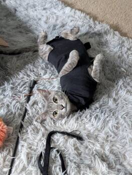 Rigsby -  Tabby Cat for Adoption in San Antonio, Texas - Rigsby | PetCurious