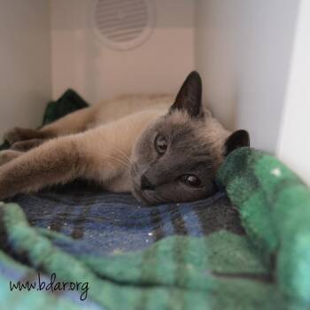 Mochi -  Siamese and Domestic Short Hair Cat for Adoption in Cheyenne, Wyoming - Mochi | PetCurious