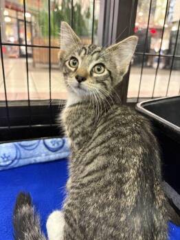Solulu -  Domestic Medium Hair Cat for Adoption in Jackson, Michigan - Solulu | PetCurious