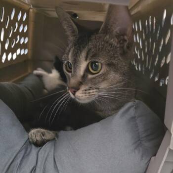 Mitzury -  Domestic Short Hair Cat for Adoption in Fairport, New York - Mitzury | PetCurious
