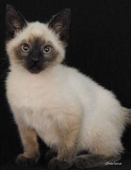 Americano -  Domestic Short Hair and Siamese Cat for Adoption in Newland, North Carolina - Americano | PetCurious