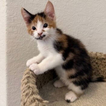 Rescue Domestic Short Hair Cats for Adoption in Candler, North Carolina - Capuchin | PetCurious