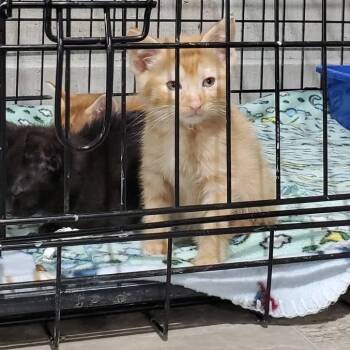 Cheeto -  Domestic Short Hair and Domestic Medium Hair Cat Available for Adoption in Mondovi, Wisconsin - Cheeto | PetCurious
