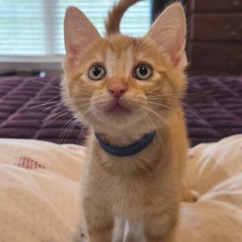 Domestic Short Hair Cats Available for Adoption in Chattanooga, Tennessee - Mulberry | PetCurious