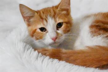 ELVIRA -  Domestic Short Hair Cat for Adoption in Fort Lauderdale, Florida - ELVIRA | PetCurious