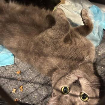 0526-73 Sheena -  Domestic Short Hair Cat Available for Adoption in Abingdon, Maryland - 0526-73 Sheena | PetCurious
