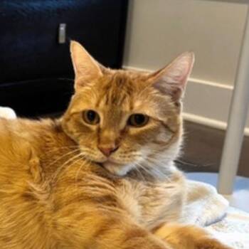 Domestic Short Hair Cats Available for Adoption in Merrifield, Virginia - Junior Schumacher | PetCurious