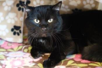 Domestic Short Hair Cats Available for Adoption in Bellingham, Washington - Loki | PetCurious