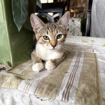 Danika -  Domestic Short Hair Cat for Adoption in Los Angeles, California - Danika | PetCurious