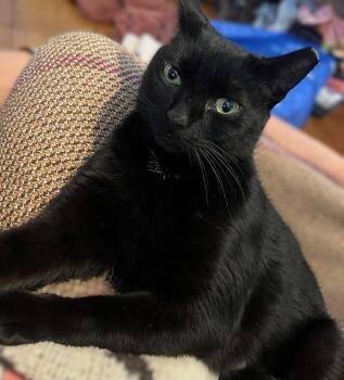 Domestic Short Hair Cats Available for Adoption in Sterling, Massachusetts - Merci 2 Years Female AVAIALBLE 4/15 | PetCurious