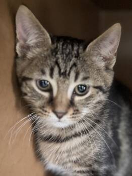 Rescue Domestic Short Hair Cats for Adoption in Seneca, South Carolina - Carlyle $50 | PetCurious