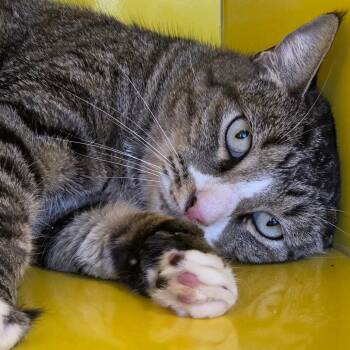 Pepper -  Domestic Short Hair Cat for Adoption in Abilene, Texas - Pepper | PetCurious