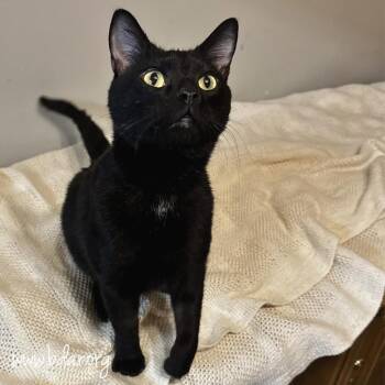 Domestic Short Hair Cats Available for Adoption - Toothless | PetCurious