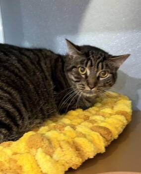 ELIAS -  Domestic Short Hair Cat for Adoption in Westminster, Maryland - ELIAS | PetCurious