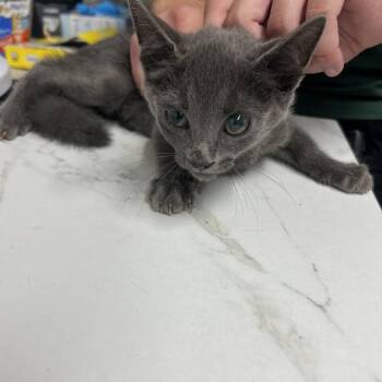 Nickel -  Domestic Short Hair Cat for Adoption in St. Louis, Missouri - Nickel | PetCurious