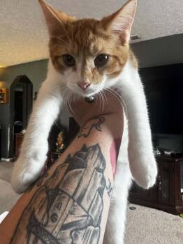 Black Bean -  Domestic Short Hair Cat for Adoption in Yorktown, Indiana - Black Bean | PetCurious