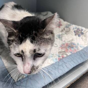 Kitty Hawk -  Domestic Short Hair Cat for Adoption in Kingman, Arizona - Kitty Hawk | PetCurious